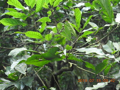 Lithocarpus corneus