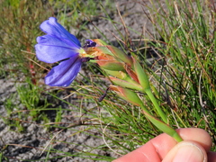 Aristea juncifolia