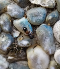 Leptorchestes berolinensis