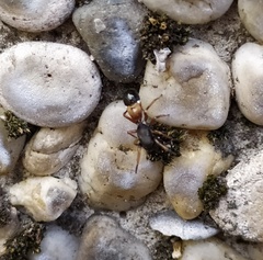 Leptorchestes berolinensis