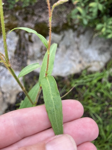 Image of Persicaria careyi by (c) Jaime McGuigan, some rights reserved (CC BY)