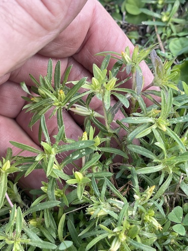 Image of Pectis prostrata by no rights reserved
