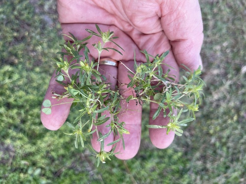 Image of Pectis prostrata by no rights reserved