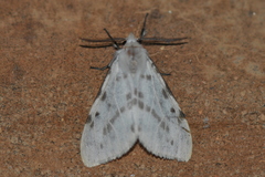 Lemyra