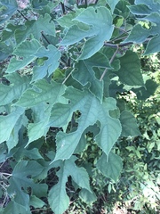 Broussonetia papyrifera