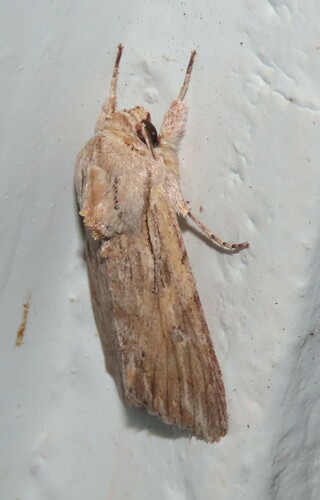 Gray-streaked Armywom Moth