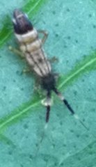 Orchesella flavescens