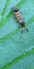 Orchesella flavescens