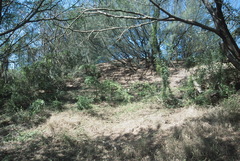 Casuarina equisetifolia