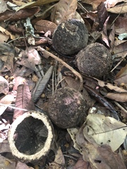 Bertholletia excelsa