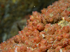 Styelidae