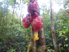 Drymonia coccinea