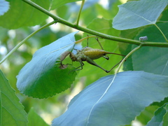 Eupholidoptera megastyla