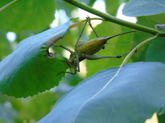 Eupholidoptera megastyla