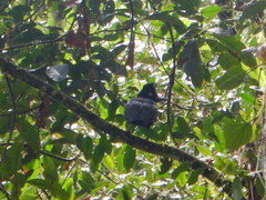 Cephalopterus ornatus