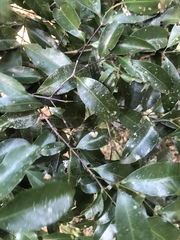 Cassipourea malosana