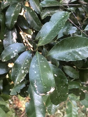 Cassipourea malosana