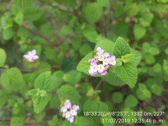Lantana velutina