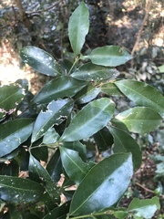 Cassipourea malosana