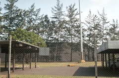 Casuarina equisetifolia