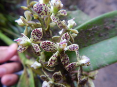 Prosthechea crassilabia