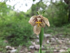 Tigridia ehrenbergii