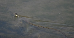 Natrix helvetica sicula