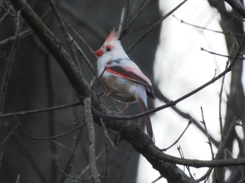 Northern Cardinal photographed in Maryland