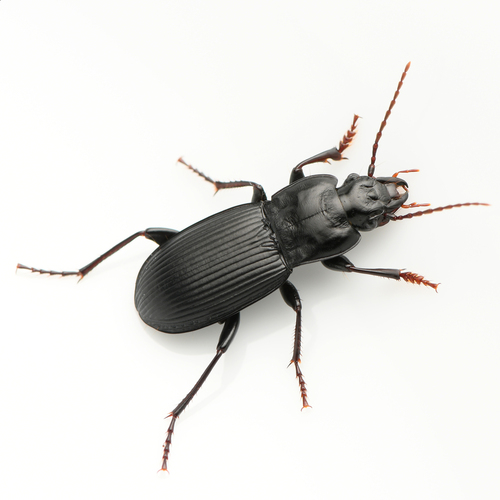 Pterostichus herculaneus