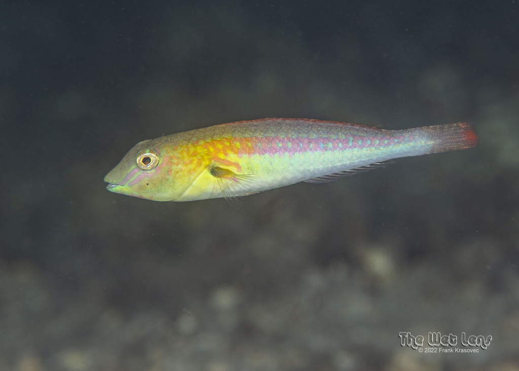 Bluelip Parrotfish