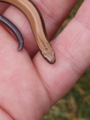 Anguis fragilis