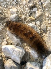 Phragmatobia