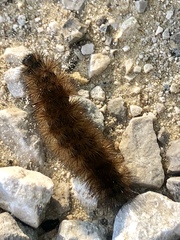 Phragmatobia