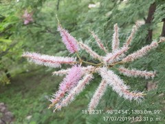 Mimosa benthamii
