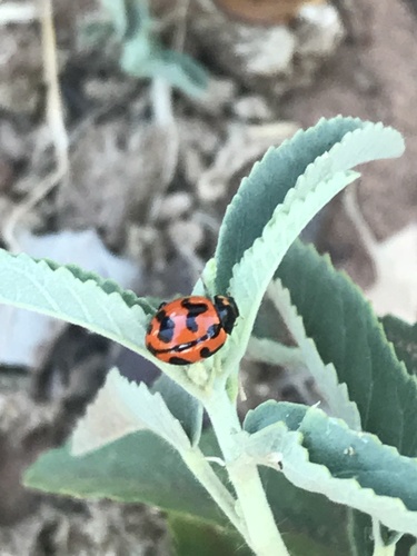 Small Transverse Ladybird Beetle