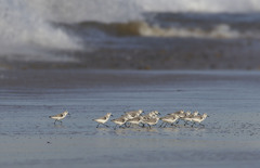 Sanderling photo 6