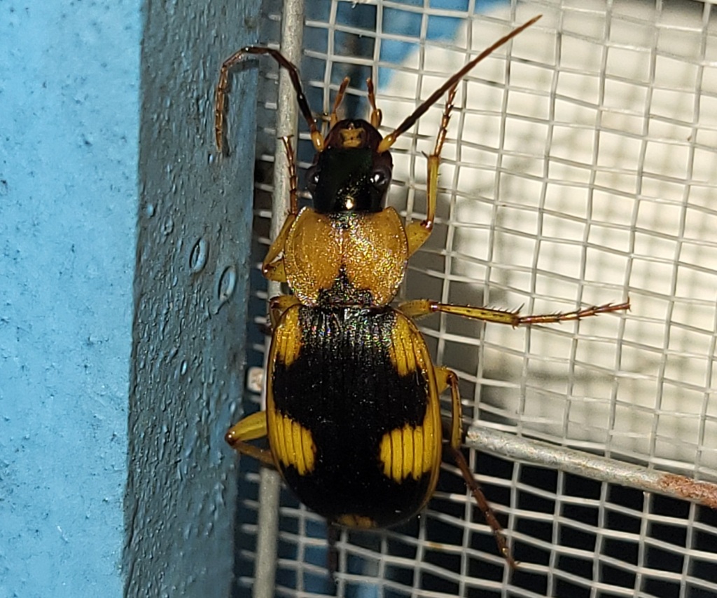 Eccoptomenus