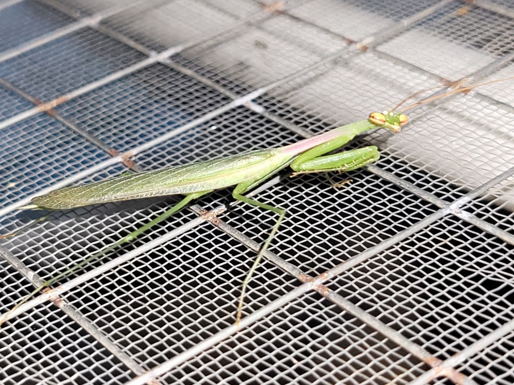 Miomantis in November 2024 by Luke Smith · iNaturalist