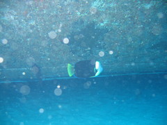 Chaetodontoplus meredithi