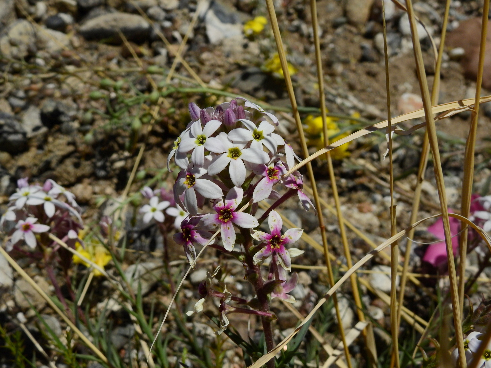 Arjona longifolia
