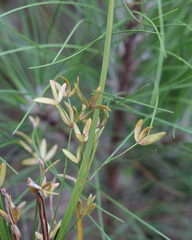 Cyperus lecontei