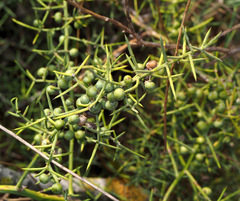 Asparagus horridus