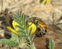 Eristalinus modestus