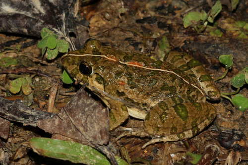 Fejervarya multistriata (Hallowell, 1861)