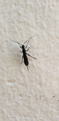Pterygota