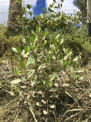 Baccharis macrantha