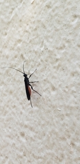 Pterygota