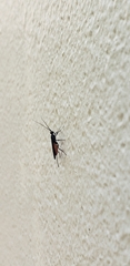 Pterygota