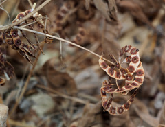 Hippocrepis multisiliquosa