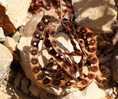 Hippocrepis multisiliquosa